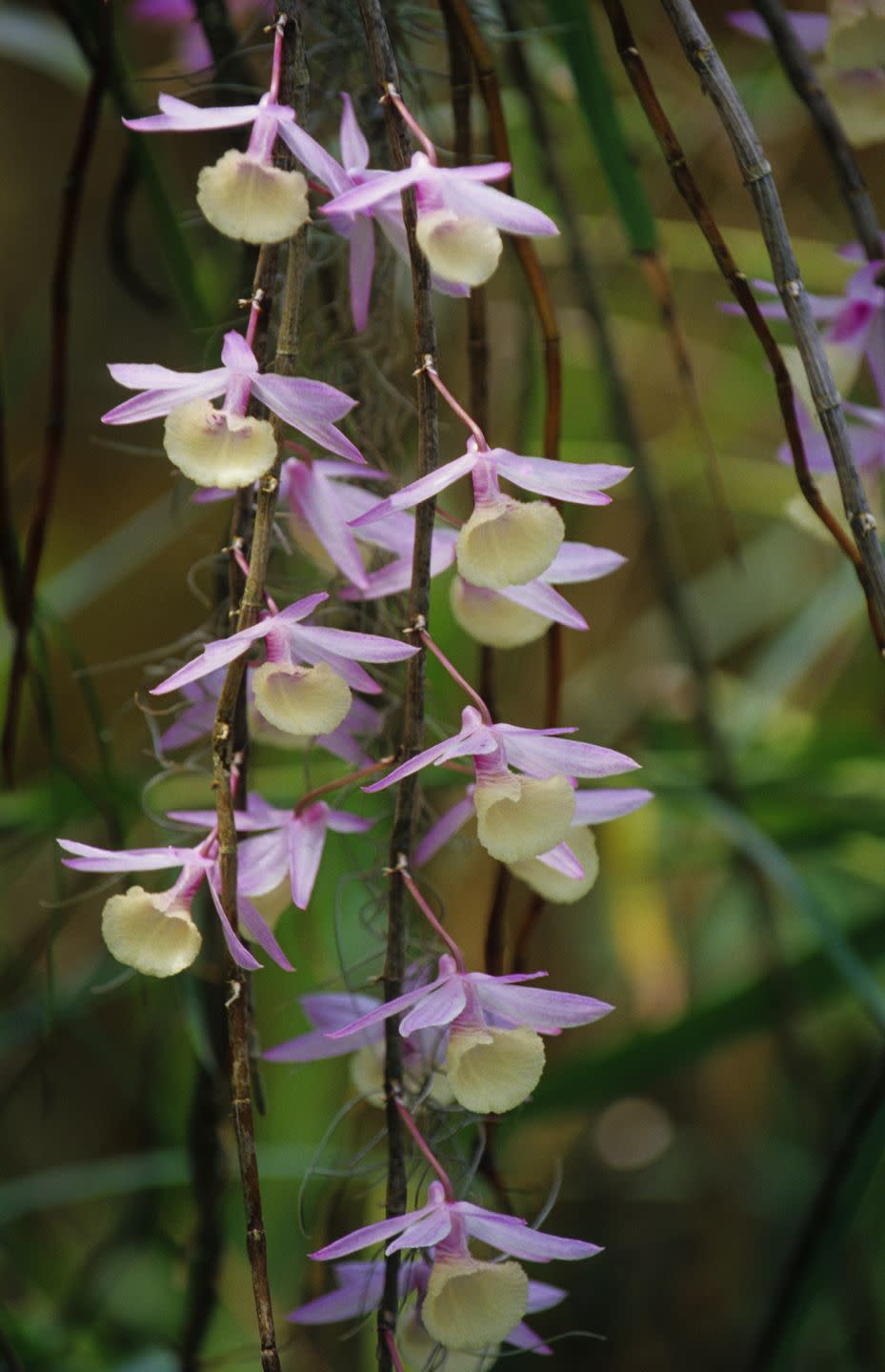 Soroa Orchid Garden, Cuba