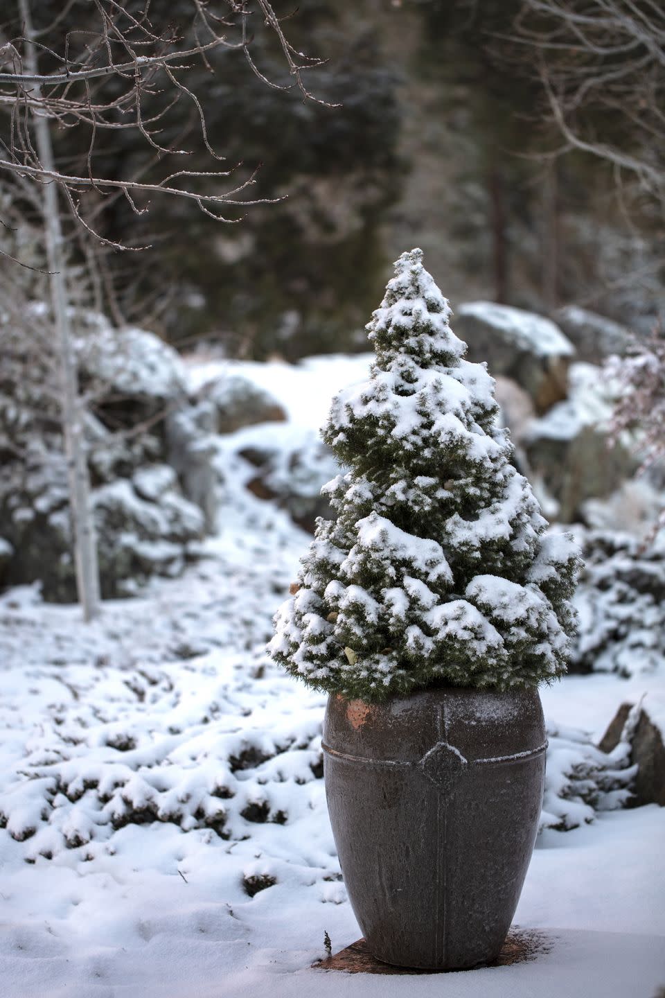 Dwarf Alberta Spruce