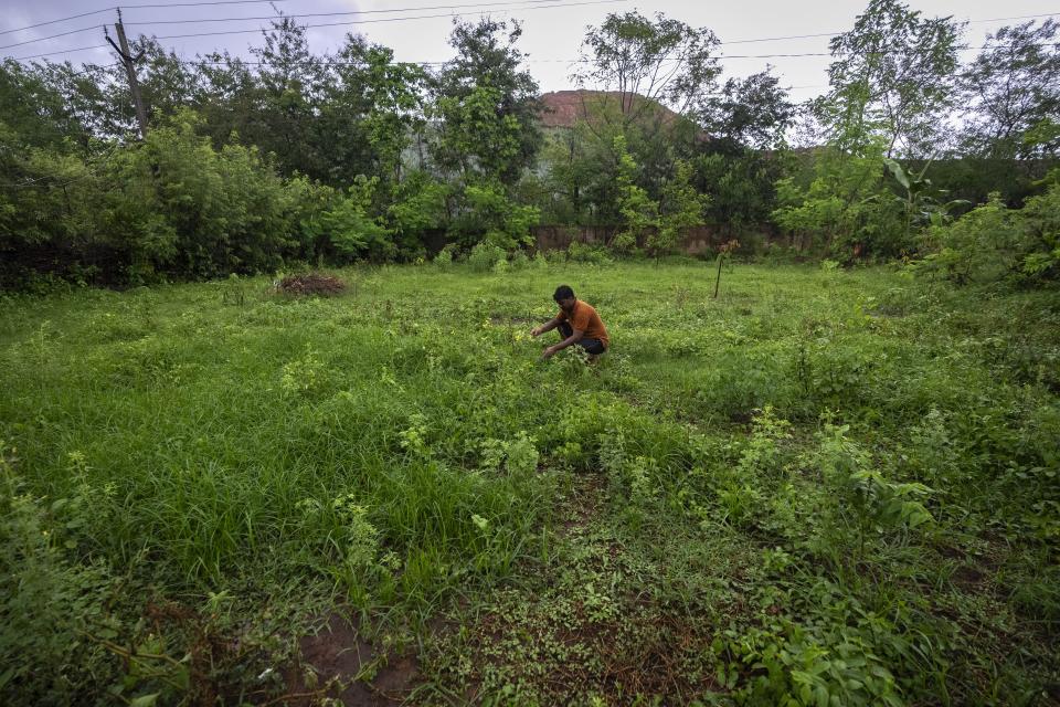 A farmer works in his agriculture field where he has not been able to produce anything near a chromium mine at Kaliapani village in Jajpur district, Odisha, India on Thursday, July 6, 2023. The industry is fruitful in some ways, but it is damaging in others, with fields stripped of their fertile earth and livestock desperately combing through now-barren lands for feed. (AP Photo/Anupam Nath)