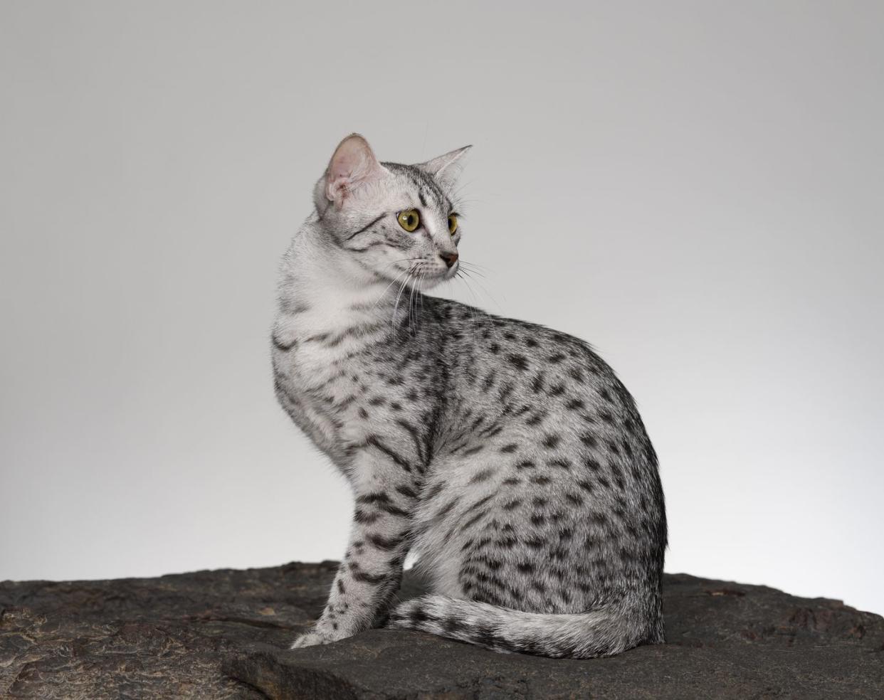 egyptian mau cat