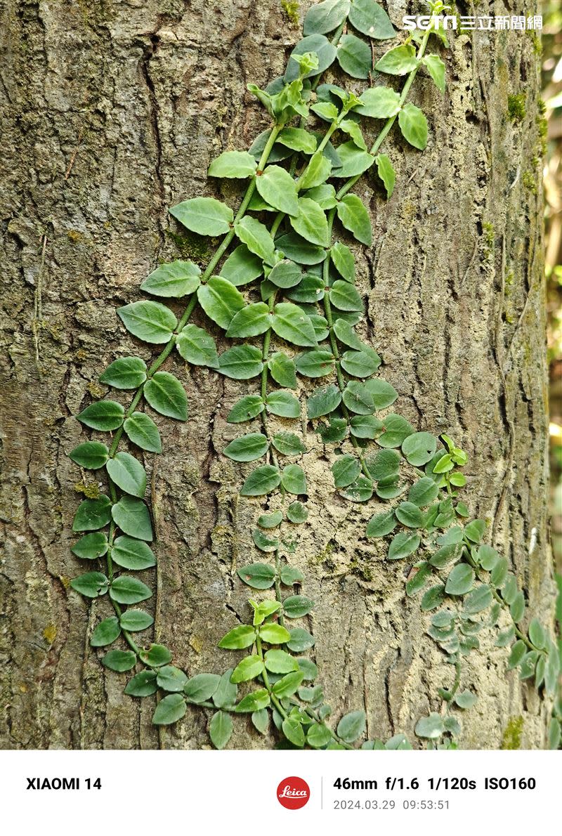 「徠卡生動」模式，拍攝綠色附生植物對比明顯。