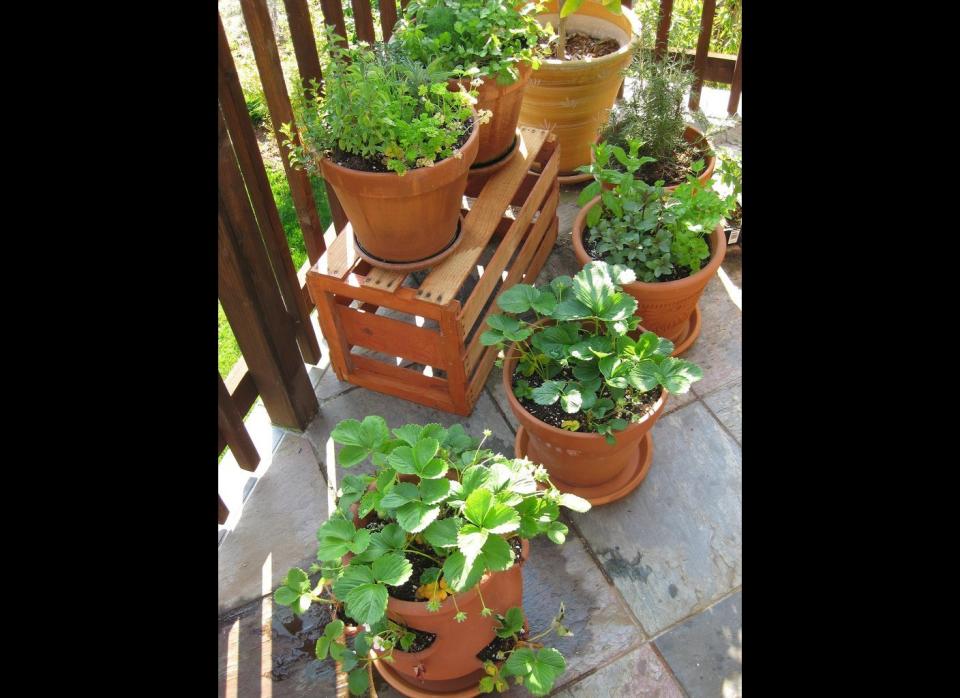 From porches to front yards, any space can benefit from a pot of pretty blooms. The key is to use a lightweight soil mix, which will provide excellent drainage and aeration. Head over to <a href="http://www.hgtv.com/landscaping/container-essentials/index.html" target="_hplink">HGTV</a> for the details.      Flickr photo by <a href="http://www.flickr.com/photos/thomaspix/2432153264/in/photostream/" target="_hplink">thomas pix</a>