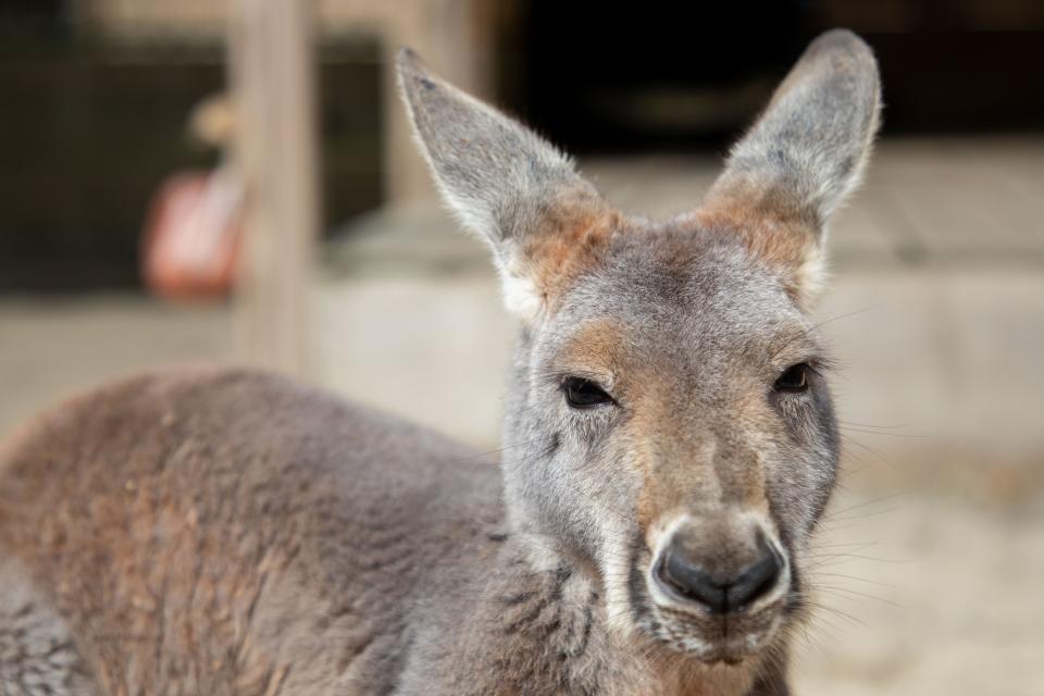 Irwin, a red-kangaroo joey, is the newest addition to the North Florida Wildlife Center. He is an 8-month-old joey who will be a part of the NFWC’s new Australia exhibit, expected to be completed by the end of 2024.