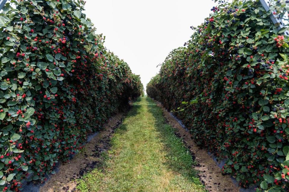 You-pick blackberries at Eckert’s Orchard in Versailles, July 29. The orchard has had a bountiful crop because of a pandemic pause thanks to vaccines and a cool, wet spring.