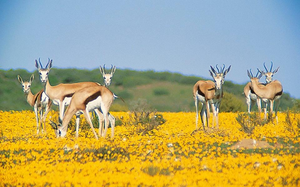 Bushmans Kloof Wildlife bontebok - The Red Carnation Hotel Collection