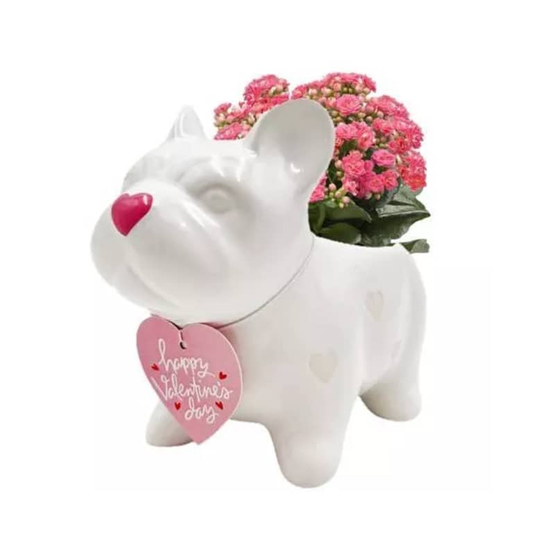 Live 2" Heart Dog Frenchie Potted Houseplant