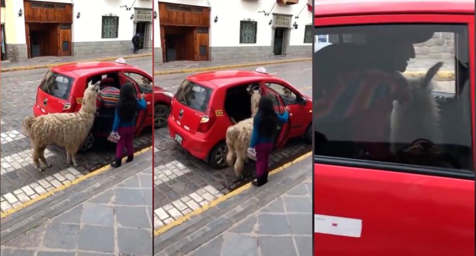 Unos turistas grabaron sorprendidos la imagen del animal subiendo a un taxi en el centro de Cuzco.