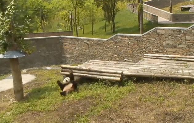 This bored panda loves killing time by rolling down hills. Photo: YouTube/Explore Bears