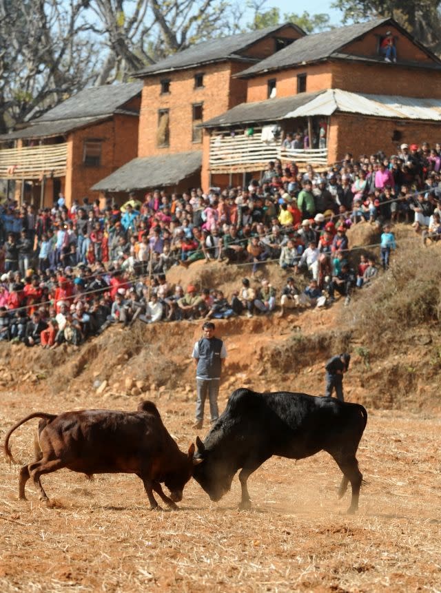 The Snorting Bull: One Giant Ring