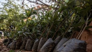 Seedlings in Ghana.