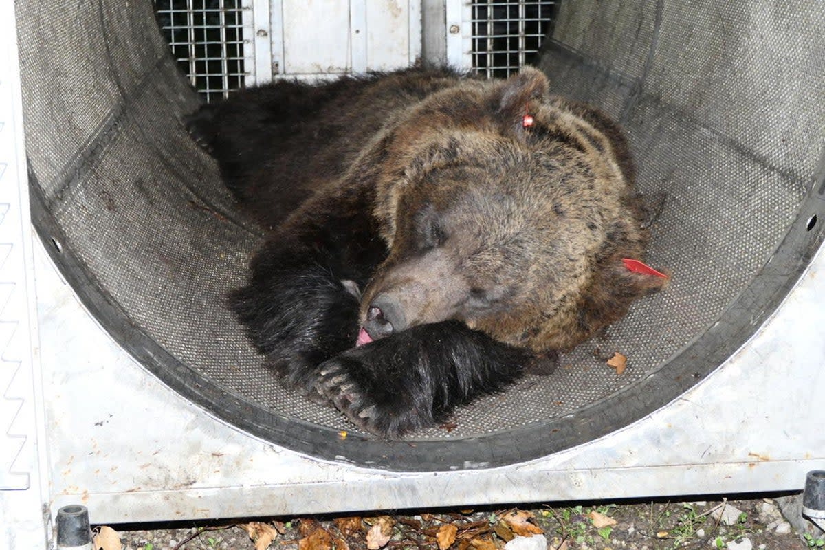 The bear, known as JJ4, was sedated in 2020 (pictured) after an attack - but she may not be the culprit this time  (ANSA/AFP via Getty Images)