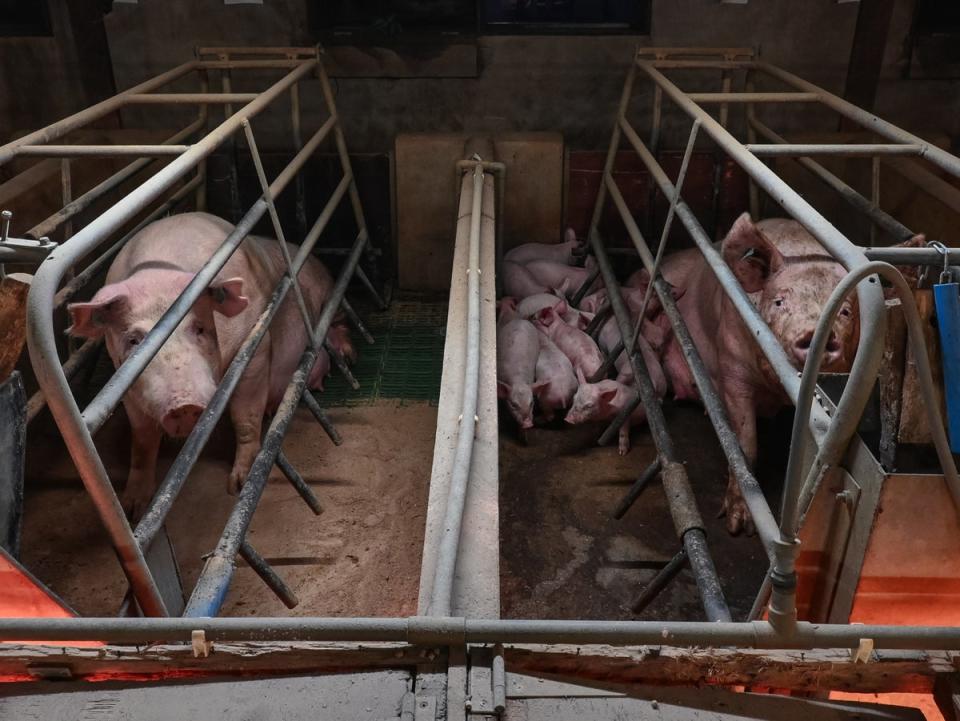 Farrowing crates are being banned in other countries (World Animal Protection)