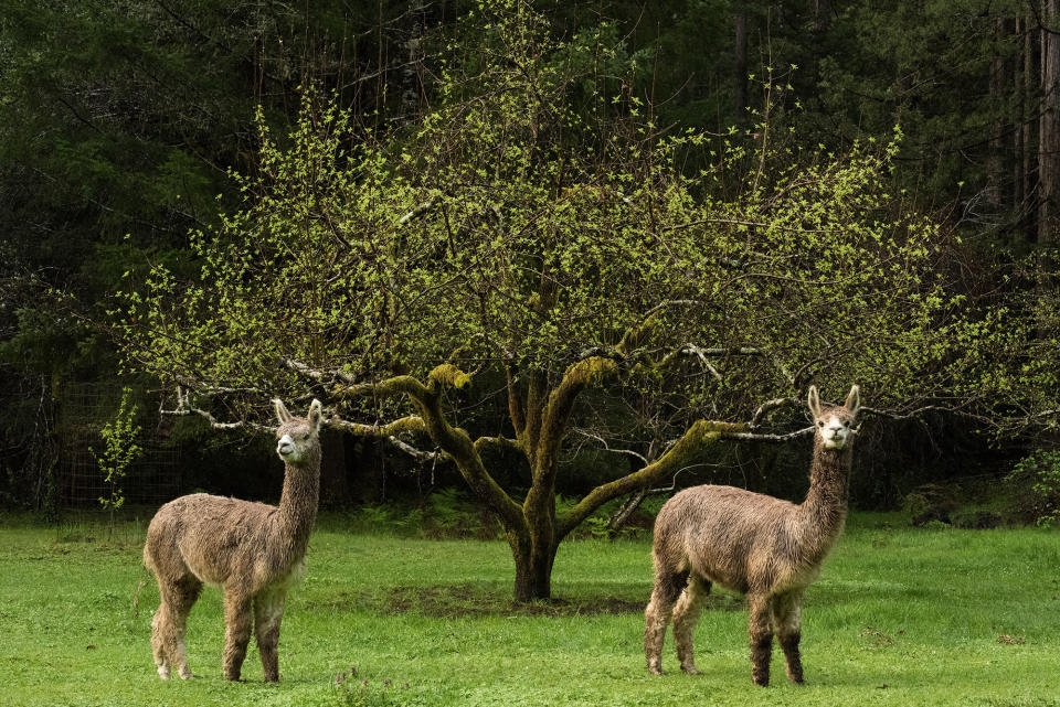 Alpacas