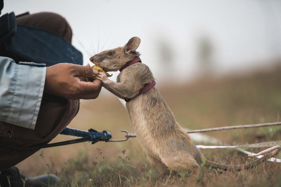 Magawa receiving a banana as reward for finding a mine (PDSA/APOPO)