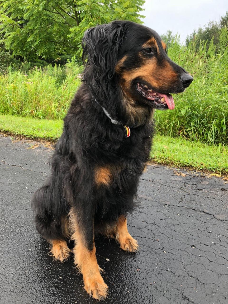 Logan, a 15-year-old mixed-breed dog living in Madison, Wisconsin, always looks for a place to hide when fireworks are exploding. Because he's in his senior years, his dog mom makes sure the basement door is closed so he doesn't hurt himself trying to get down the steps to hide.