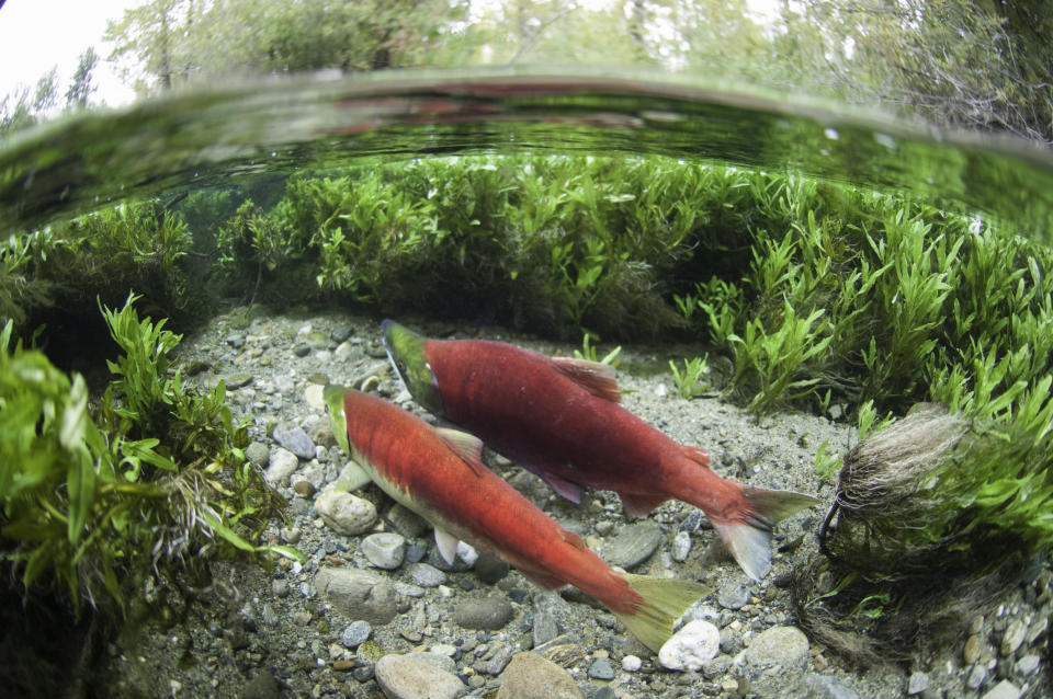 The Adams River sockeye run is one of the largest and most famous in the world. It happens once every four years.