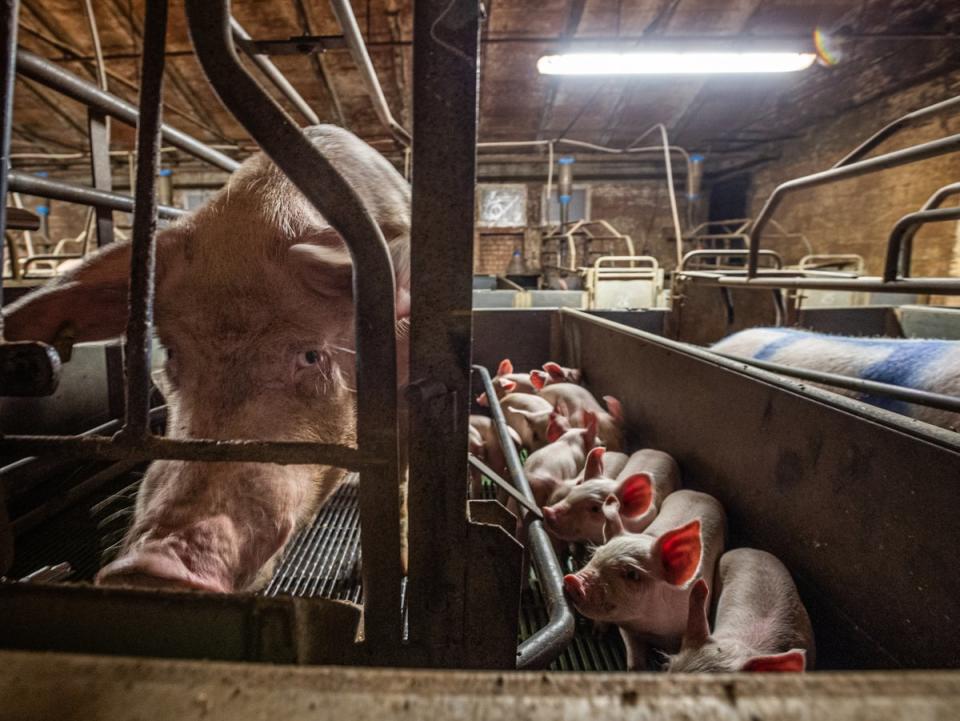 Farrowing crates, which are widely used in pig farming, prevent mother pigs from turning round (Jo-Anne McArthur / Essere Animali / We Animals Media)