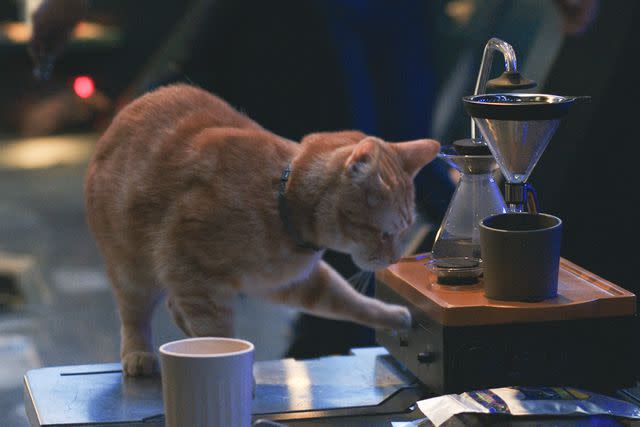 Marvel Studios Carol's flerken Goose makes coffee in 'The Marvels'