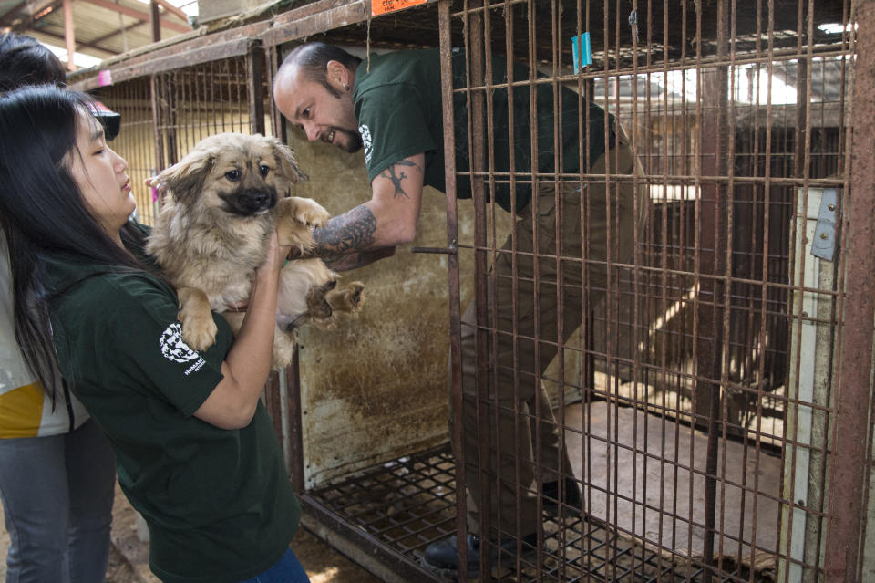 <p>In this image released on Thursday, April 28, 2016, HSI rescuer Adam Parascandola rescues a dog from a cage and hands him over to Borami Seo to be prepped for transport. Humane Society International rescued the dogs from a dog meat farm in Wonju, South Korea this week, the fifth such farm that the organization has closed down as part of its campaign to end the dog meat trade. A total of 171 dogs are being flown to shelters and rescues in the United States and Canada for a second chance at life. (Meredith Lee/Humane Society International via AP Images) </p>