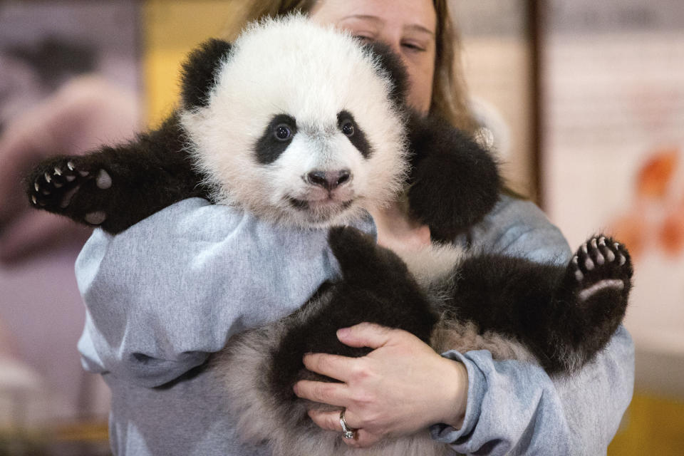 FILE -Animal keeper Nicole MacCorkle holds Bei Bei, the National Zoo's newest panda and offspring of Mei Xiang and Tian Tian, for members of the media at the National Zoo, Dec. 14, 2015, in Washington. Panda lovers in America received a much-needed injection of hope Wednesday, Nov. 15, 2023, as Chinese President Xi Jinping said his government was “ready to continue” loaning the black and white icons to American zoos. (AP Photo/Andrew Harnik, File)