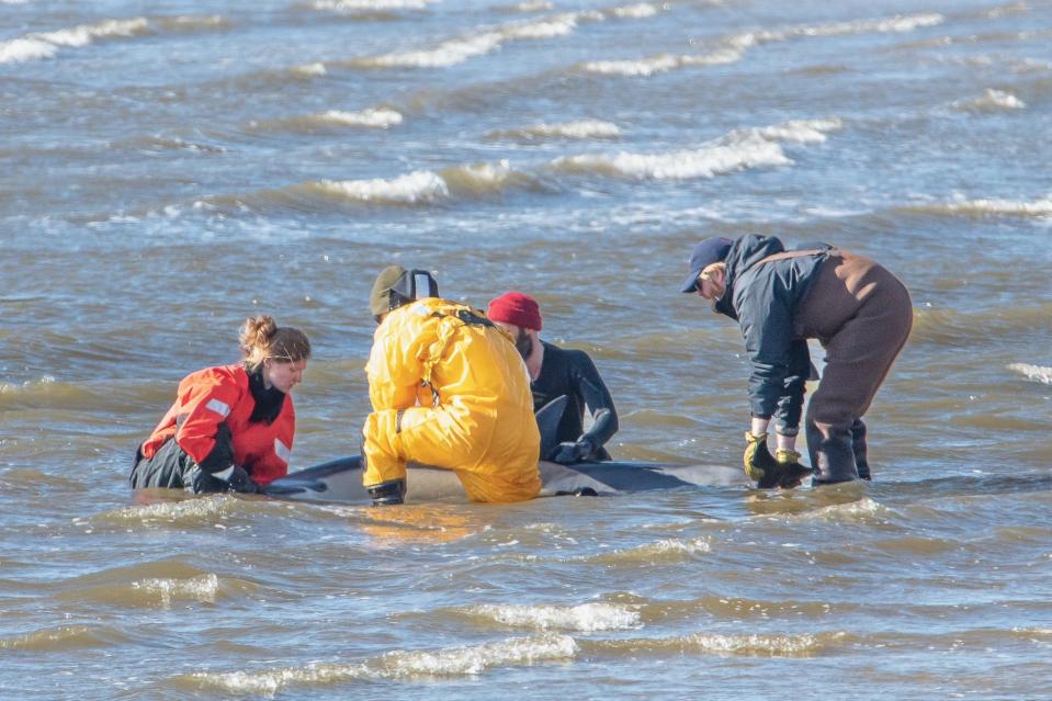 Members of the Marine Mammal Stranding Center assisting three dolphins who had beached on Saturday, February 18, 2023 in Sandy Hook, New Jersey.