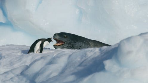 <span class="caption">A gentoo penguin comes face to face with a leopard seal on Seven Worlds, One Planet.</span> <span class="attribution"><a class="link " href="https://www.bbcpictures.co.uk/image/19048137?collection=18936427+18937595+18937817+18935962+18935936+18935897+18937999+19048098+19047968+19048137+19047994+19048163+19048202+19048411+19039061+19039100&back=L3NlYXJjaC9zaW1wbGU%2Fc2VhcmNoJTVCZ2xvYmFsJTVEPXNldmVuJTJCd29ybGRzJTJCb25lJTJCcGxhbmV0JmFtcDtzZWFyY2glNUJiYmNfd2VlayU1RD0mYW1wO3NlYXJjaCU1QmNoYW5uZWwlNUQ9JmFtcDtzZWFyY2glNUJwcm9ncmFtbWUlNUQ9JmFtcDtzZWFyY2glNUJrZXl3b3JkcyU1RD0mYW1wO3BhZ2U9MyZhbXA7" rel="nofollow noopener" target="_blank" data-ylk="slk:BBC NHU;elm:context_link;itc:0;sec:content-canvas">BBC NHU</a></span>