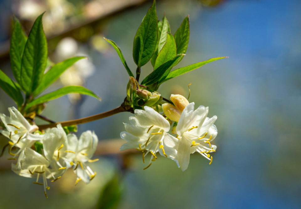 Winter honeysuckle, a winter and Christmas plant. <p>iStock</p>