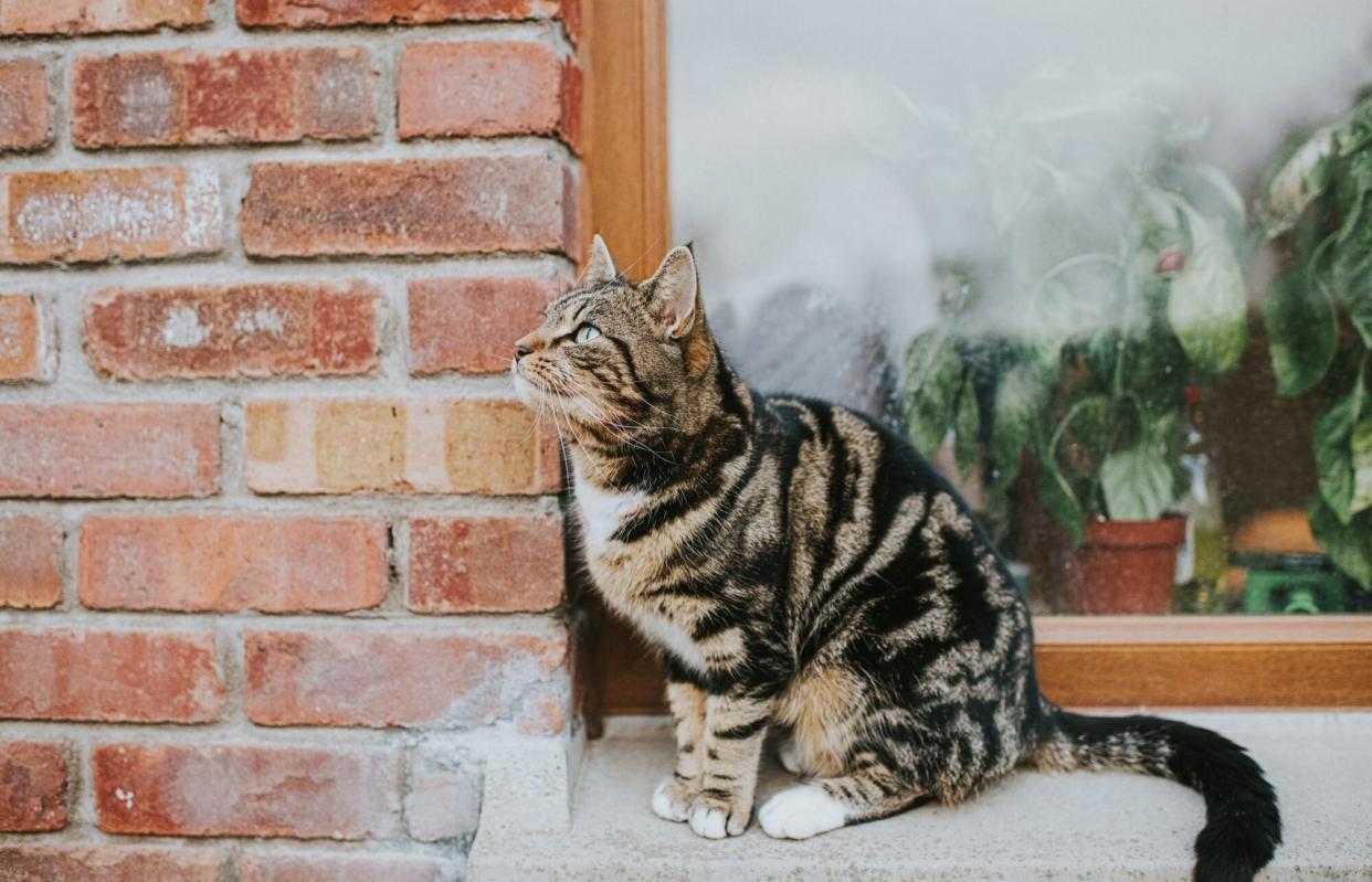 Tabby cat sits on a windowsill