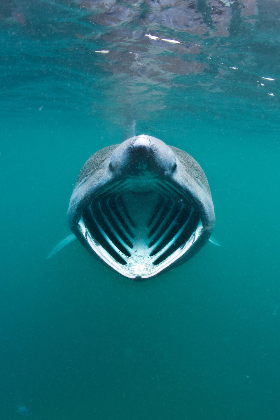 A basking shark with its mouth wide open feeding on plankton concentrated in surface waters close to the island of Coll, Inner Hebrides, Scotland (BBC/Silverback Films/Alex Mustard/2020VISION/naturepl.com/PA)