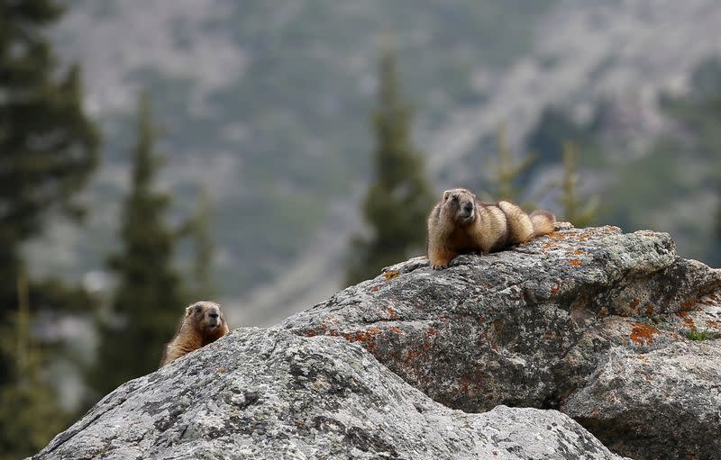 Marmots are seen in Ile-Alatau National Park near Almaty