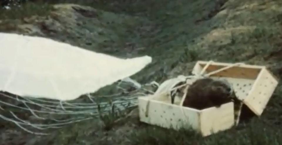 A beaver in a crate, after parachuting to the middle of Idaho? Part of a massive translocation? Yes, it actually happened.