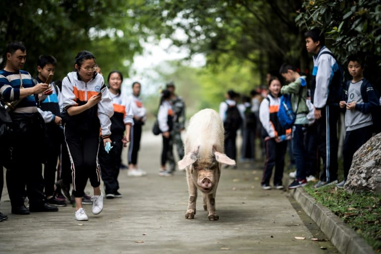 The celebrity pig has been adopted by a museum in Sichuan