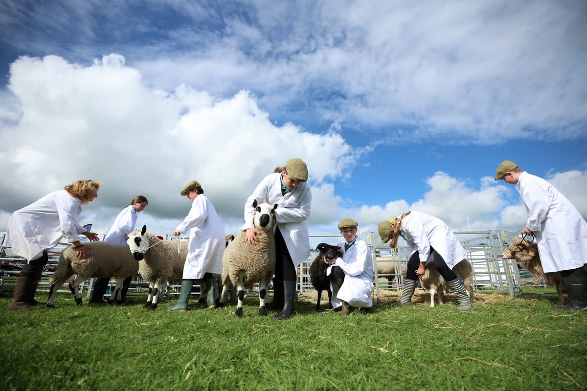 Woodchurch High School pupils line up with their sheep after competing in the Young Handlers class at the Westmorland County Show near Kendal (Reuters)