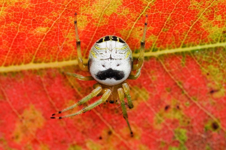 Kidney Garden Spider