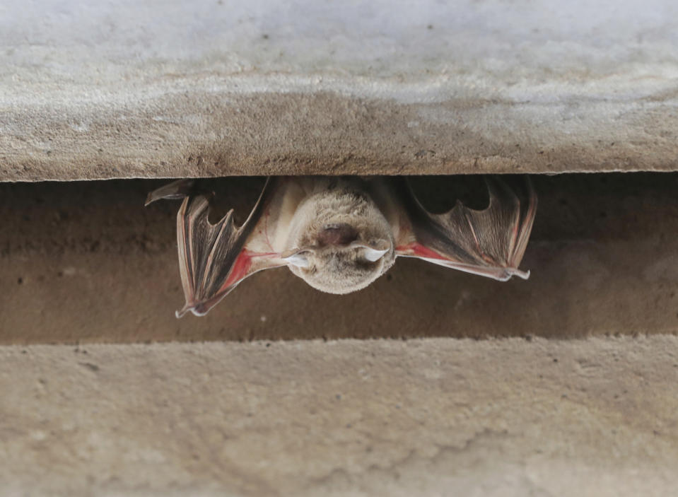 A Mexican Free-tailed bat barely hangs on under the bridge at Waugh Drive in Buffalo Bayou Park after being impacted by the winter storm Monday, Feb. 22, 2021, in Houston. Birds, bats and other wildlife appear to have taken a beating during the winter storm and deep freeze in the southern U.S. Scientists say it might take weeks or months to determine the extent of the harm. ( Steve Gonzales/Houston Chronicle via AP)