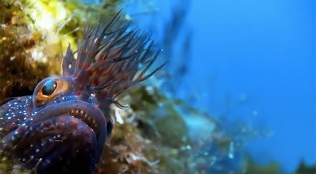 A scene from new series Blue Planet II. Source: BBC/YouTube