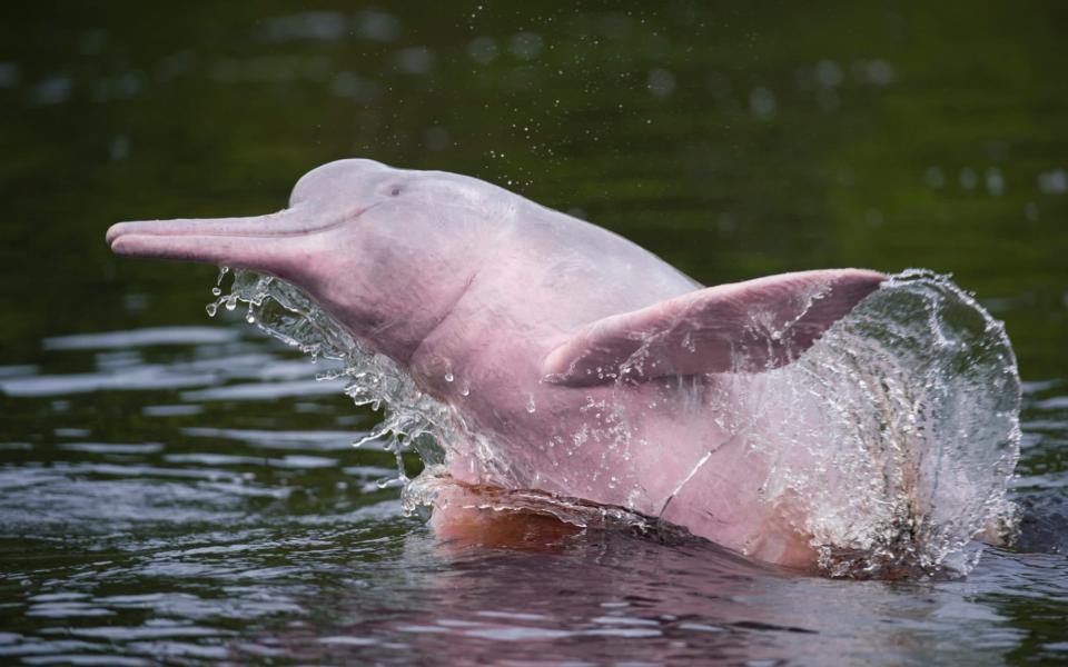 pink dolphin - Getty