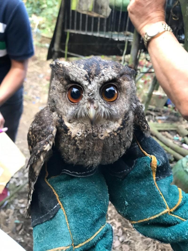 台南地檢署破獲保育類野生動物盜賣集團，圖為被救出的領角鴞。（台南地檢署提供）