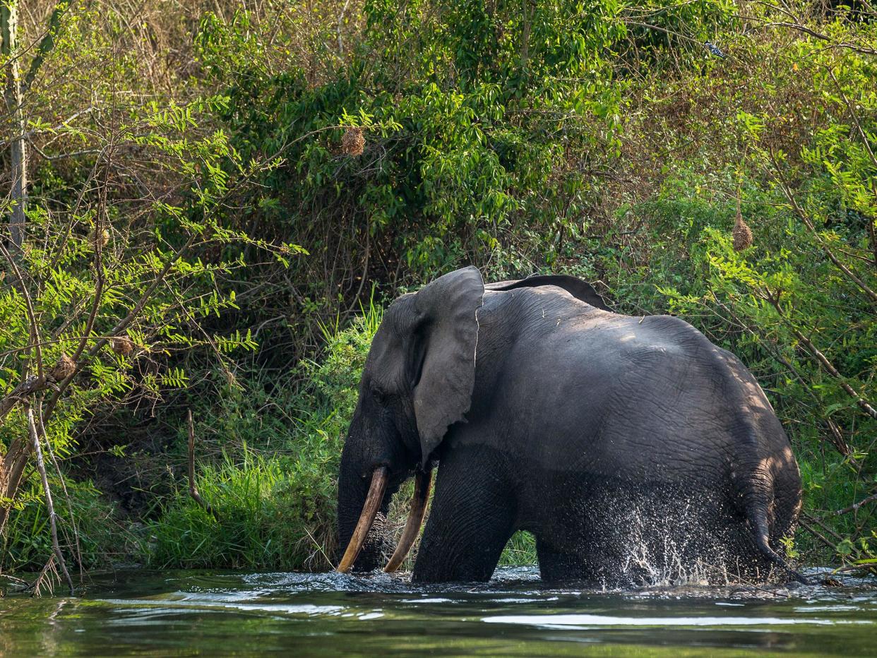 WWF has been operating in the region since 1991 to protect elephants, primates and leopards in 1999: Brent Stirton/Getty Images for WWF-Canon