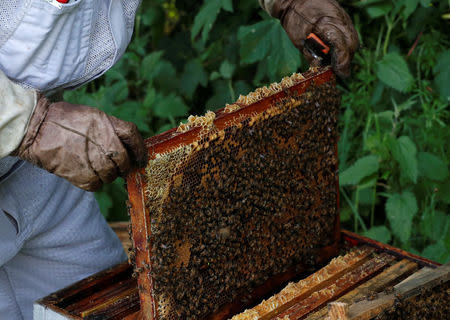 Bees are seen on a frame of a beehive in Denee, Belgium, May 15, 2018. Picture taken May 15, 2018. REUTERS/Yves Herman