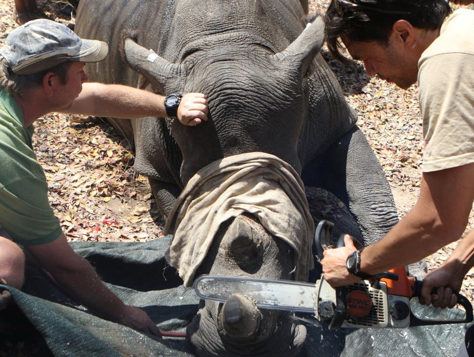 rhino horn poaching