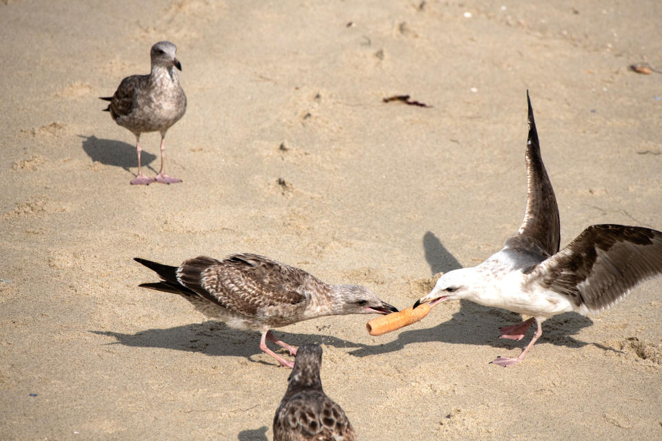 Die Vögel reißen sich das Toy gegenseitig aus den Schnäbeln. (Bild: Jennifer Leigh Warner/Caters News)