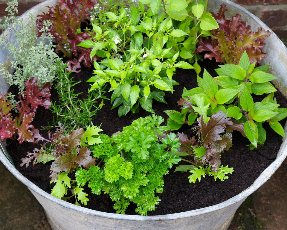 15. PLANT UP A METAL BUCKET