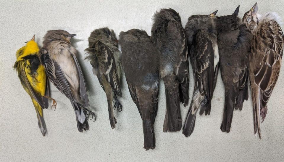 Hundreds of thousands of migratory birds have been found dead across New Mexico and the Southwest.