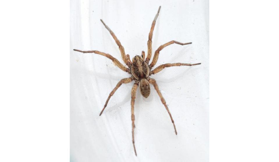 The Carolina wolf spider, Hogna carolinensis