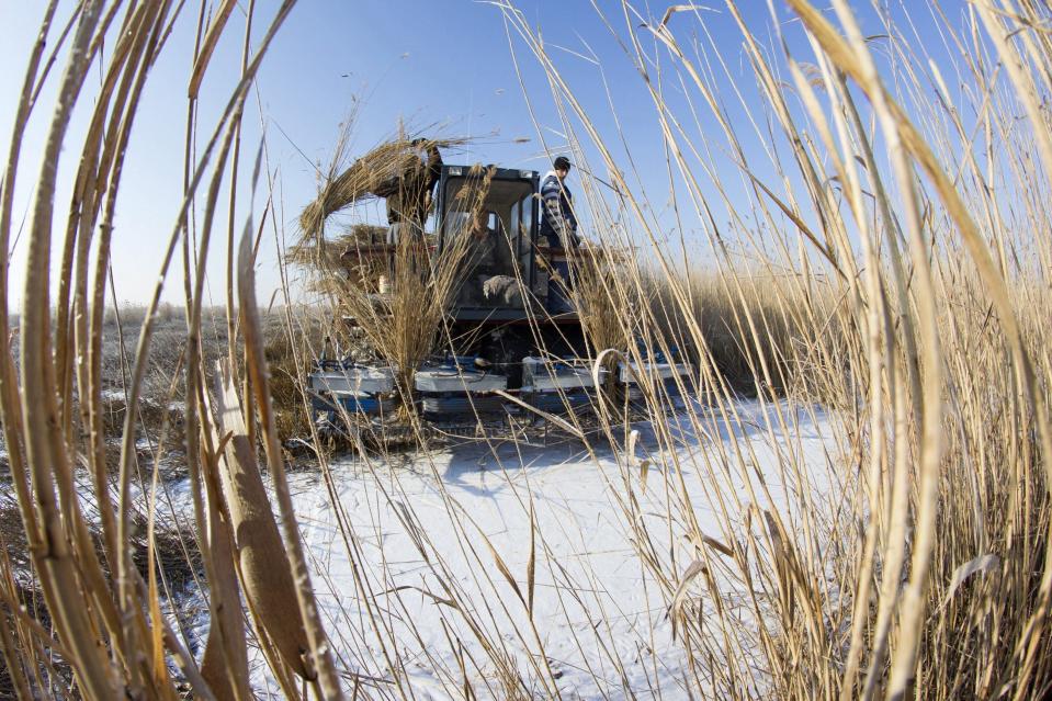 Reed is harvested in the marshland of the Kis-Balaton area, near Balatonszentgyorgy, 170 kms southwest of Budapest, Hungary, Wednesday, Jan. 11, 2017. (Gyorgy Varga/MTI via AP)