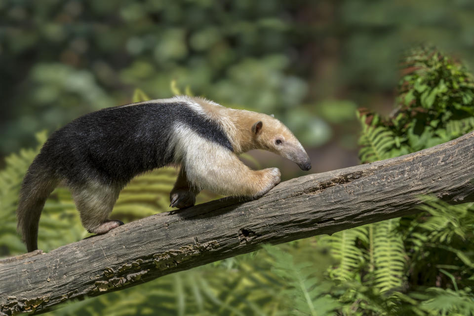 Un fourmilier à collier (Tamandua tetradactyla).