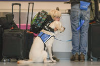 Davis Travers, 5, hugs Becker, his Labrador Canine Companion dog, as his family checks-in at the Southwest booth on Wednesday, Nov. 22, 2023, at Los Angeles International Airport in Los Angeles. The late crush of holiday travelers is picking up steam, with about 2.7 million people expected to board flights on Wednesday and millions more planning to drive or take the train to Thanksgiving celebrations. (AP Photo/Damian Dovarganes)