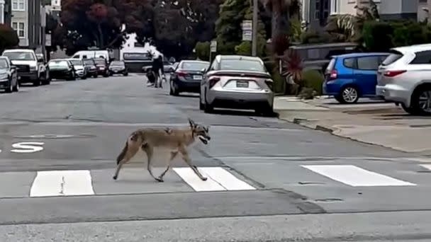 PHOTO: A coyote was spotted wandering the Laurel Heights neighborhood of San Francisco neighborhood on Wednesday, June 29, 2022. (Christian Calderon)