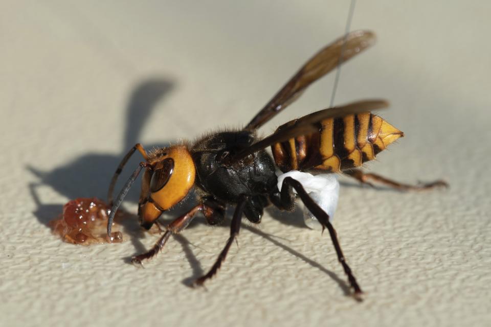 In photo provided by the Washington State Dept. of Agriculture, an Asian Giant Hornet wearing a tracking device is shown Thursday, Oct. 22, 2020 near Blaine, Wash. Scientists have discovered the first nest of so-called murder hornets in the United States and plan to wipe it out Saturday to protect native honeybees, officials in Washington state said Friday, Oct. 23, 2020. (Karla Salp/Washington Dept. of Agriculture via AP)